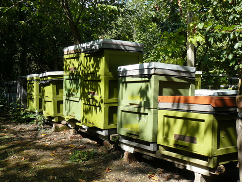 Artificially inseminated queen bee and her F1 daughters in production