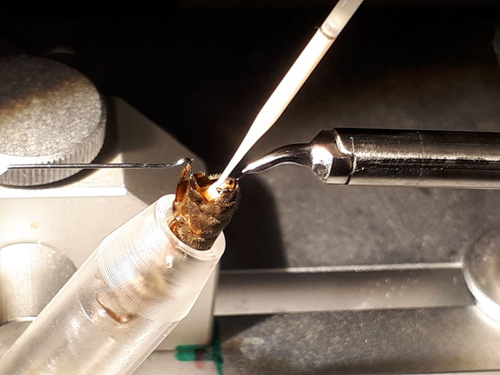 Queen bee is in the process of artificial insemination