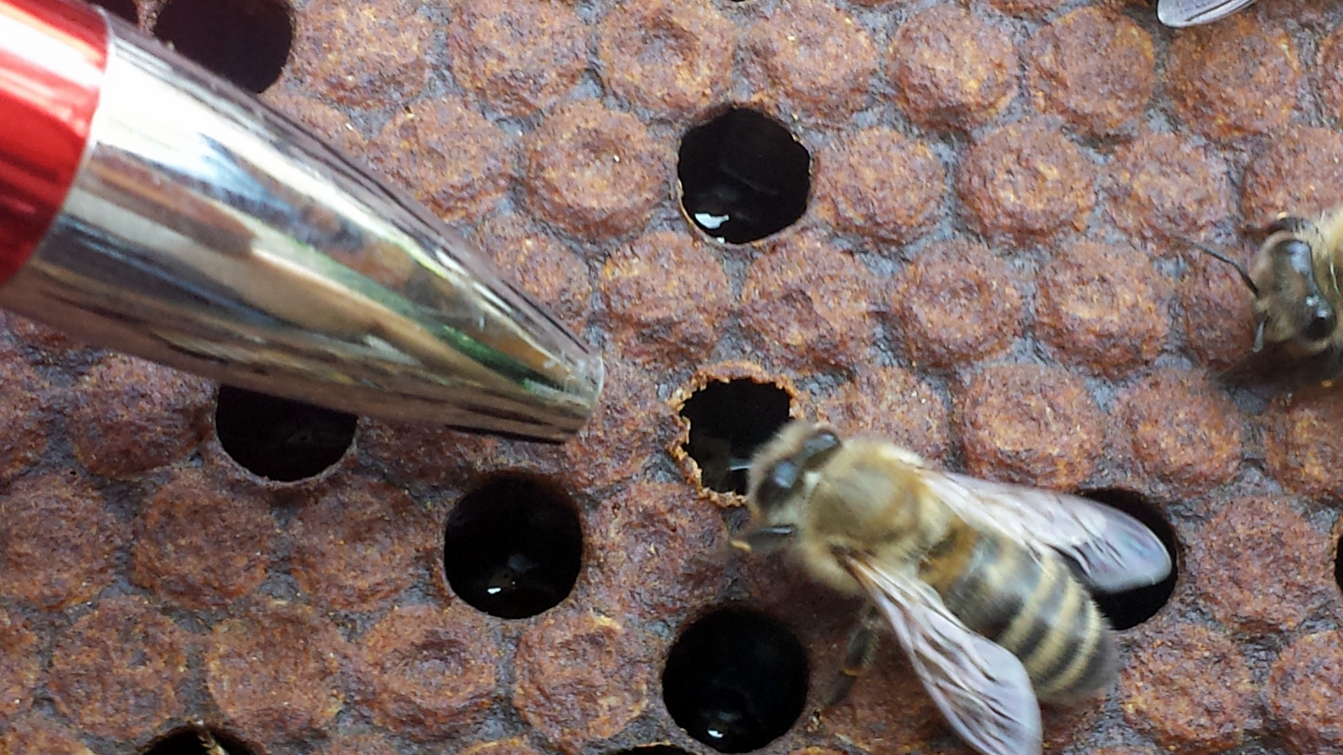 Detected the varroa mite