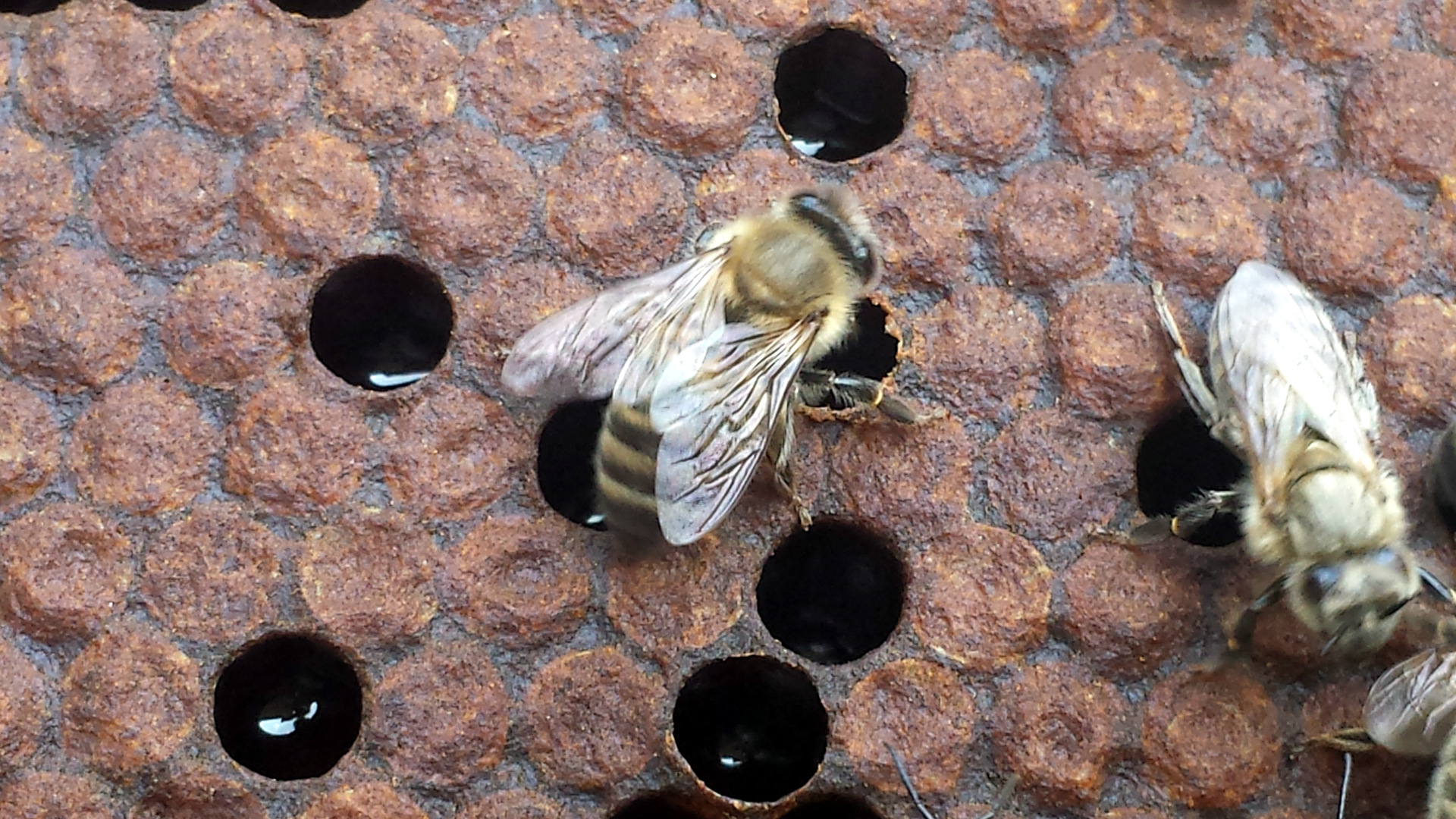 Detected the varroa mite