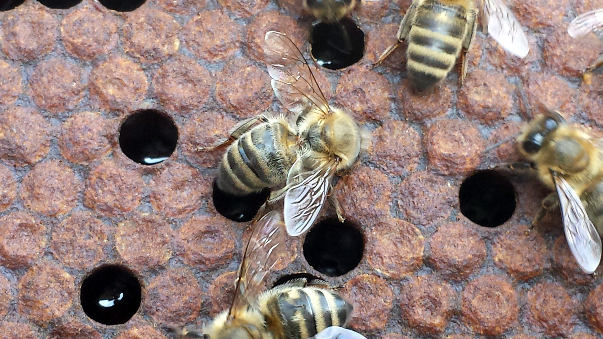 Detected the varroa mite