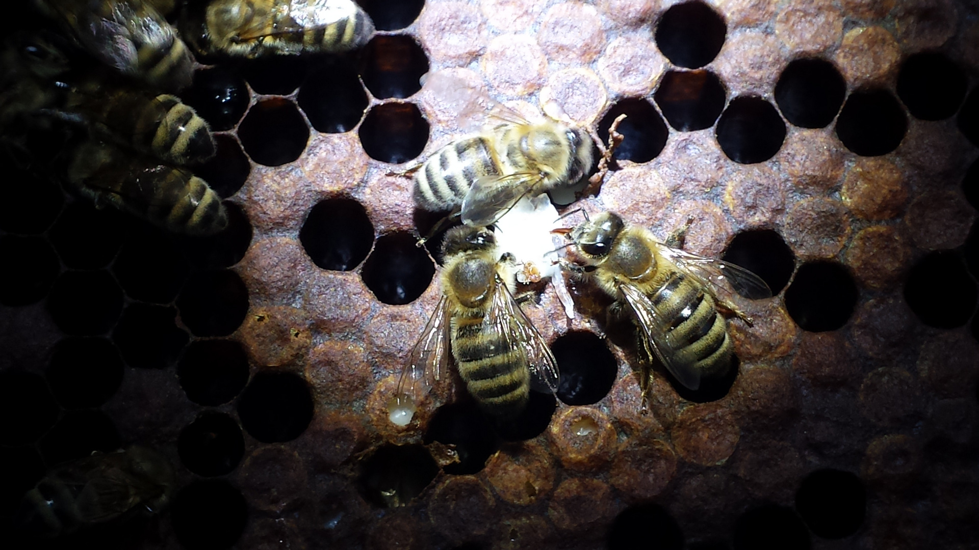 Varroa mite infested cell removed