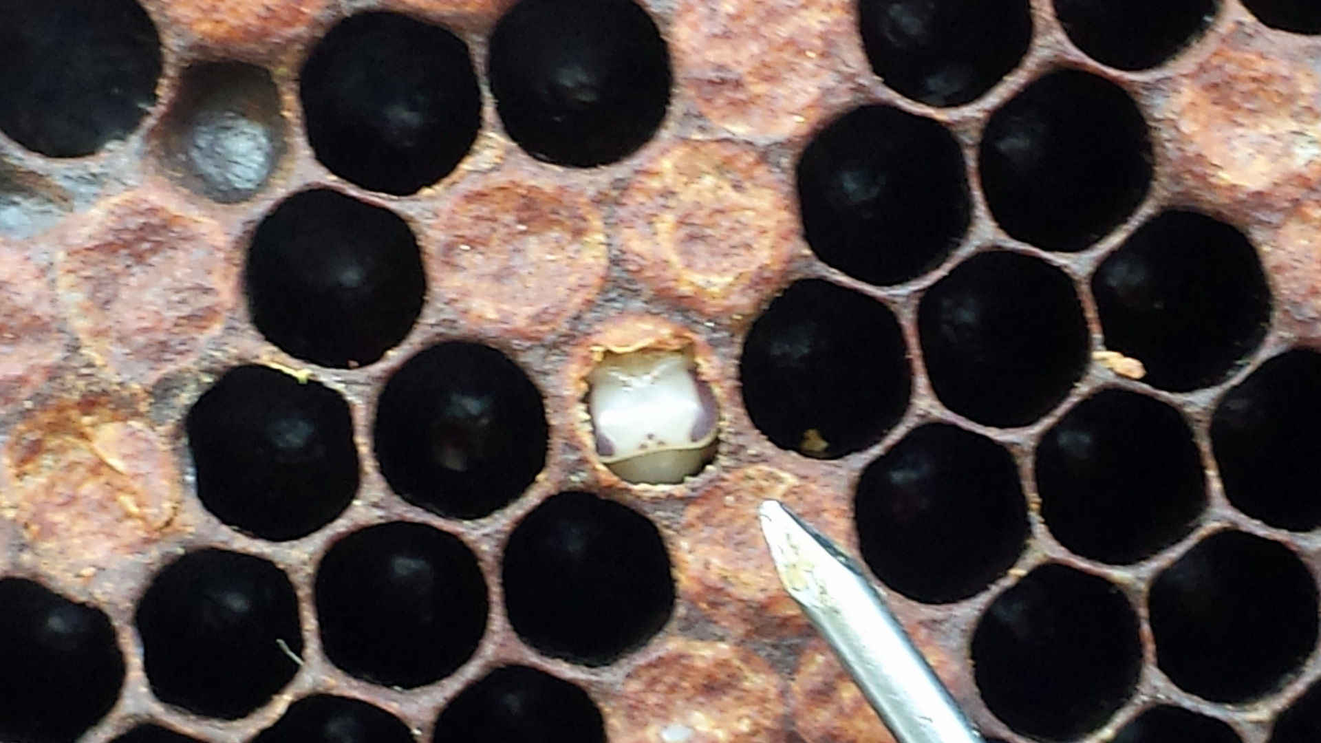 Detected the varroa mite
