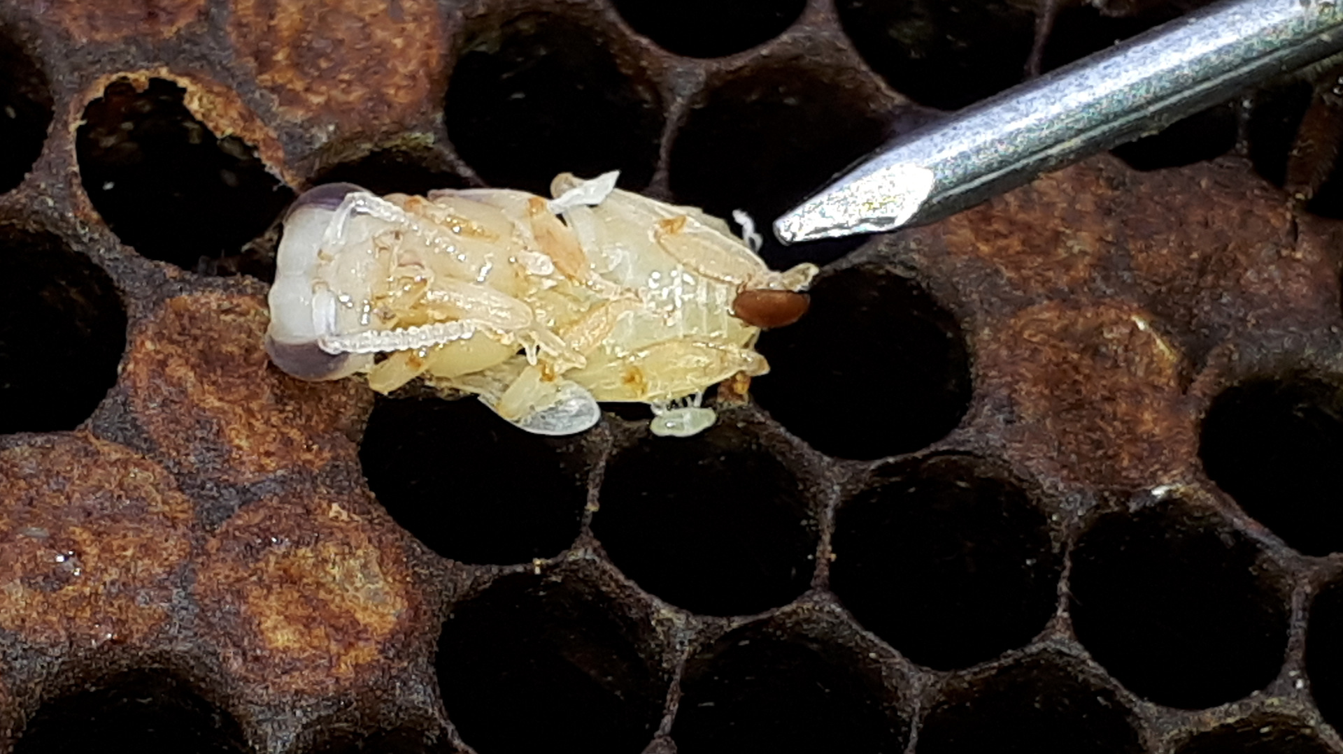 Female varroa mite and her offspring