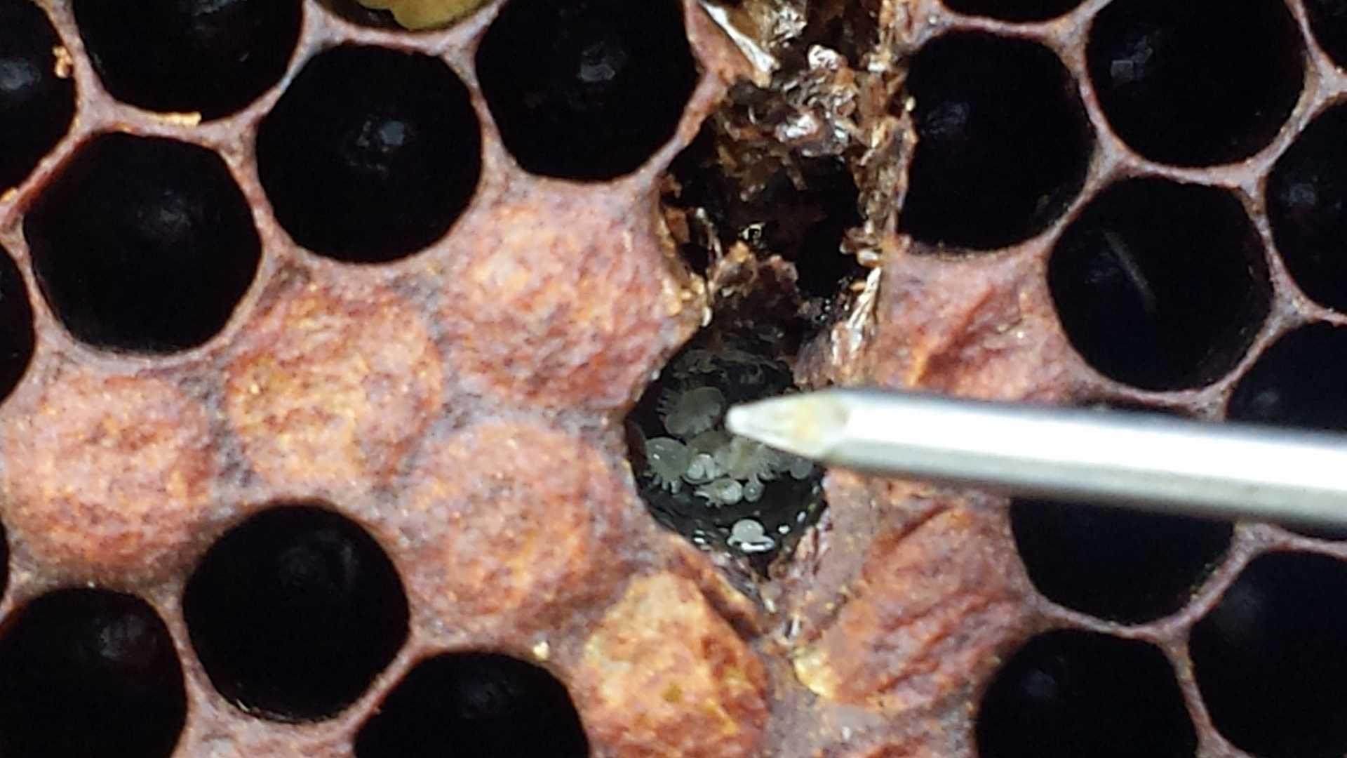 Female varroa mite and her offspring