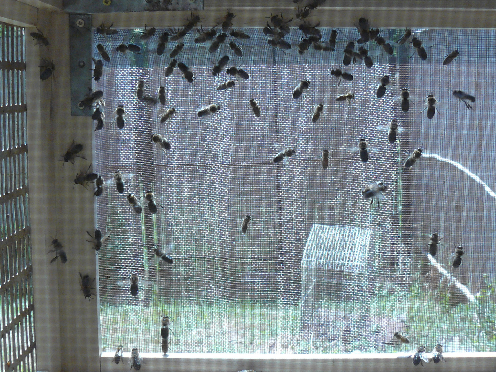 Mature drone in flying cage