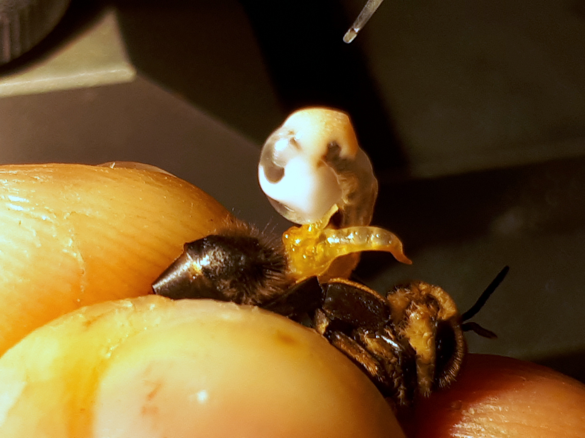 Mature drone under the microscope