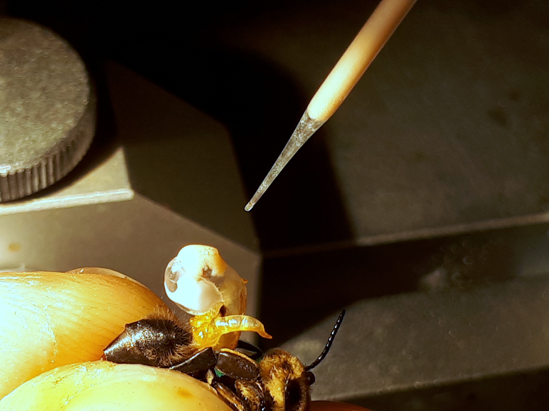 The condition of artificial insemination is the quality of the semen
