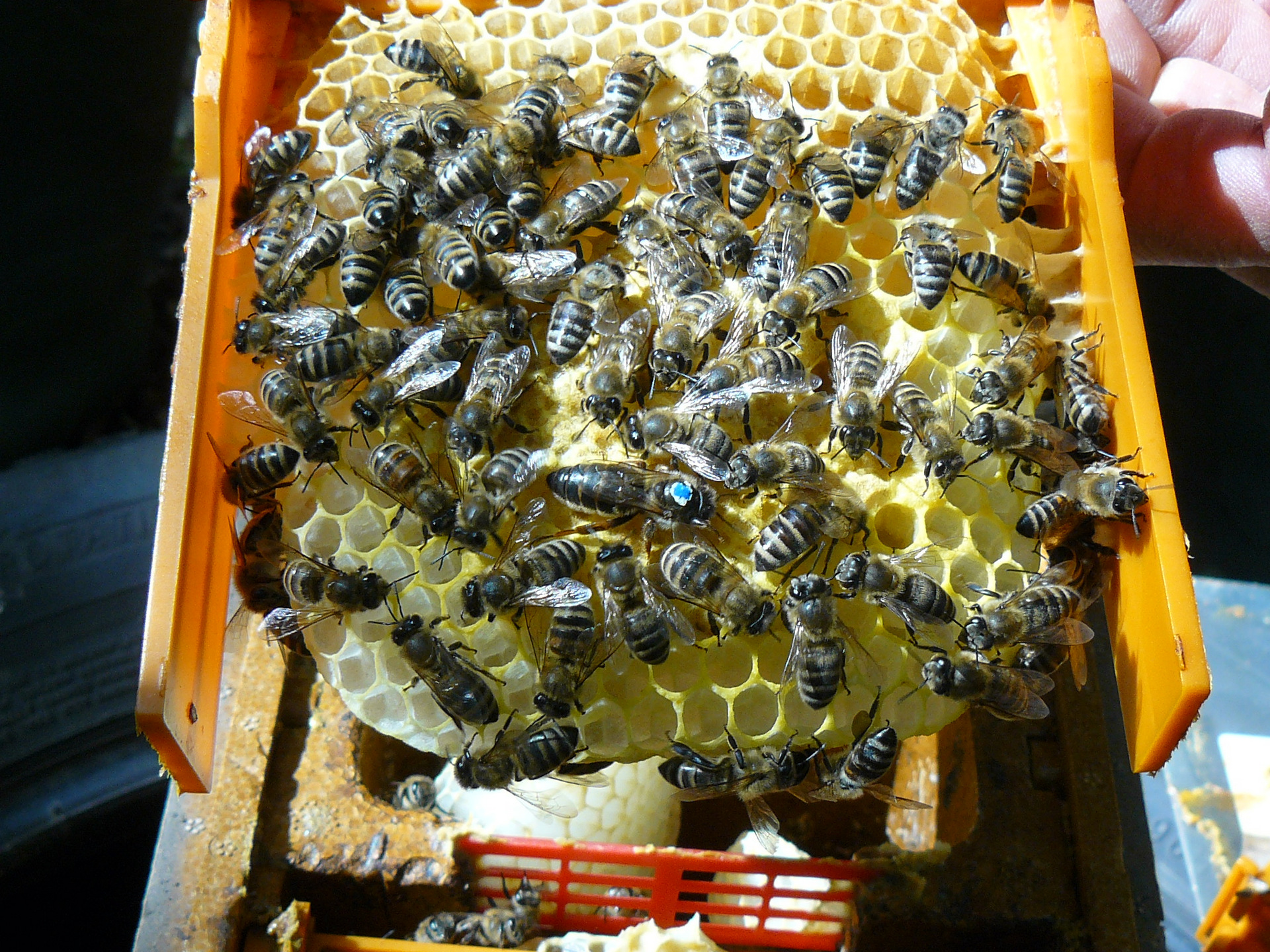 Artificially inseminated queen bee and her brood