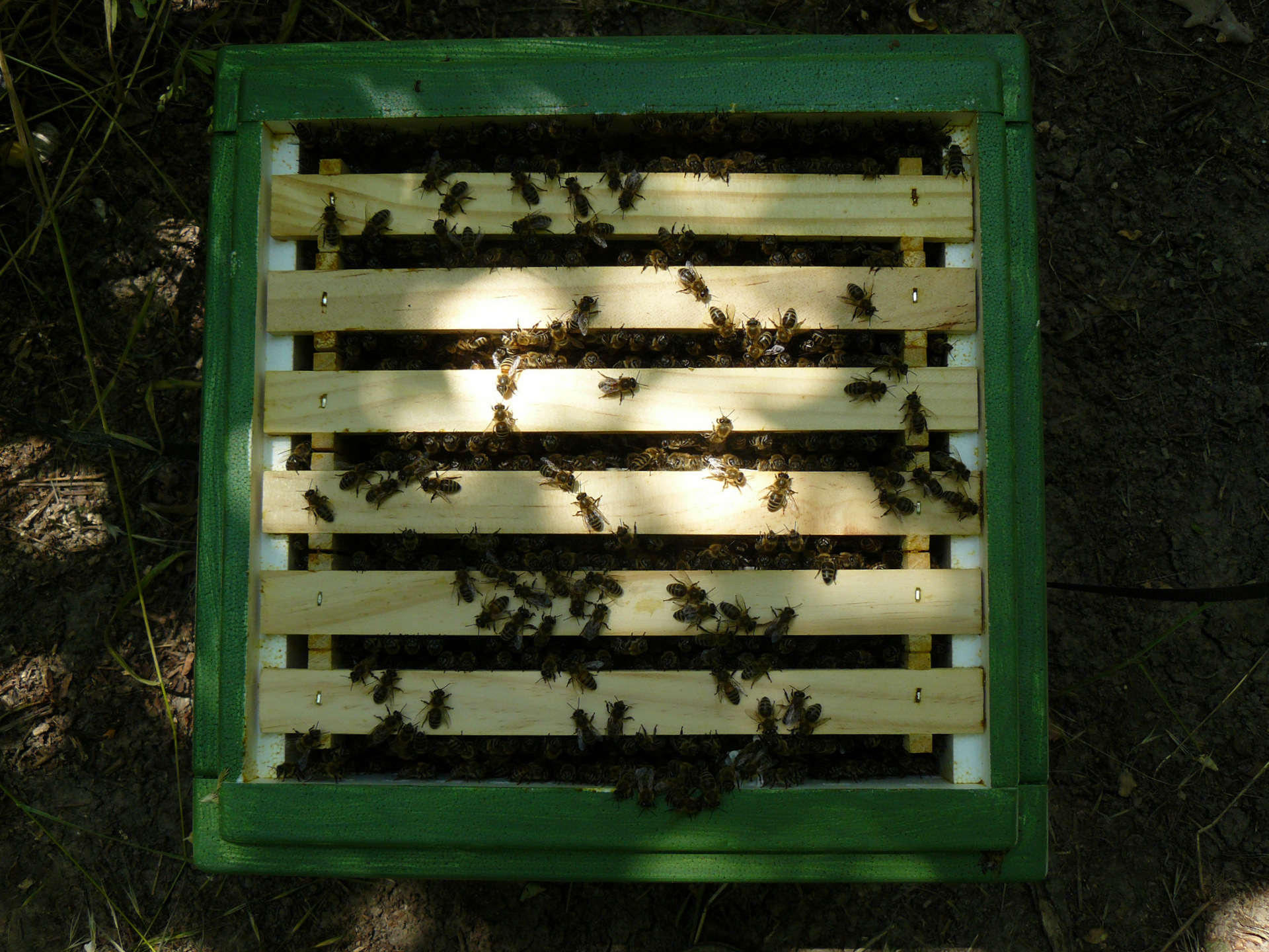 Artificially inseminated Pannon queen bee in Mini Plus bee hive