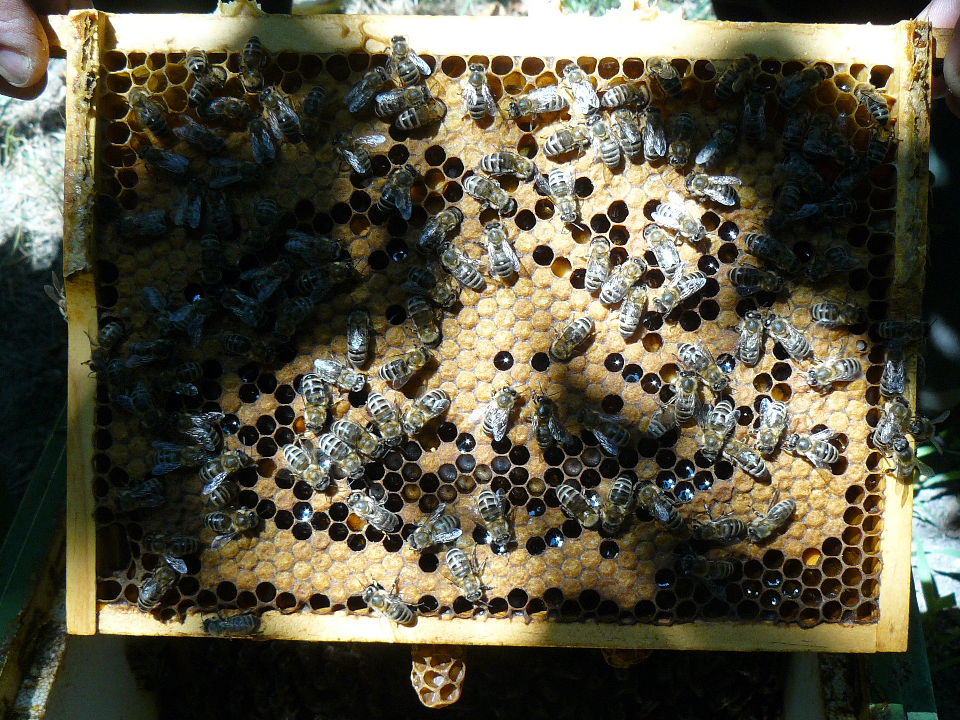 Artificially inseminated queen bee and her brood