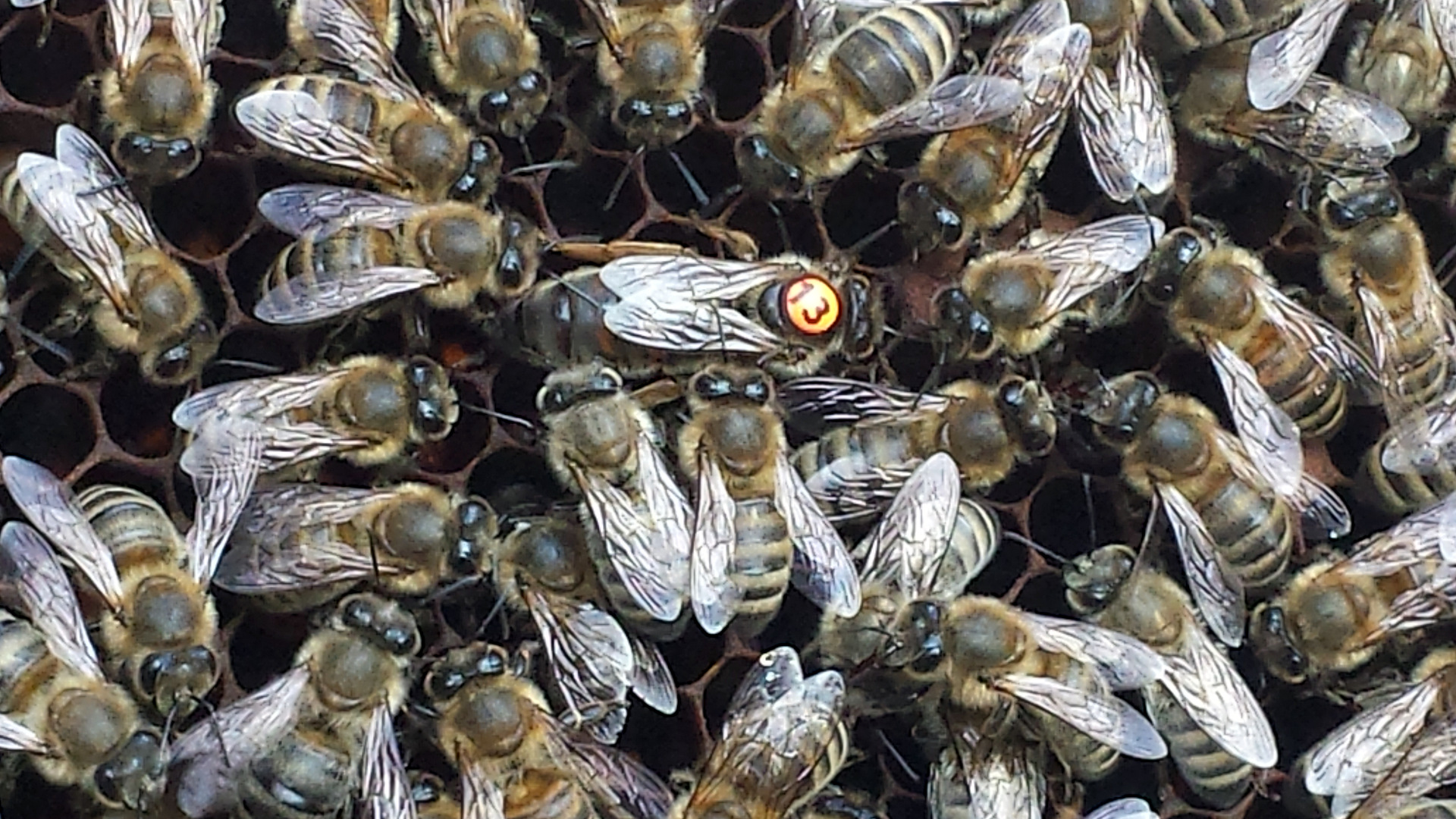Artificially inseminated Pannon queen bee in her colony