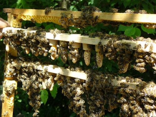 Nurse colonies working