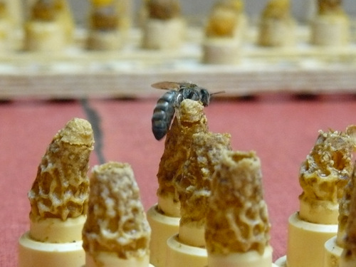 Virgin queen bee