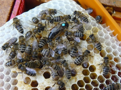 Pannon queen bee
