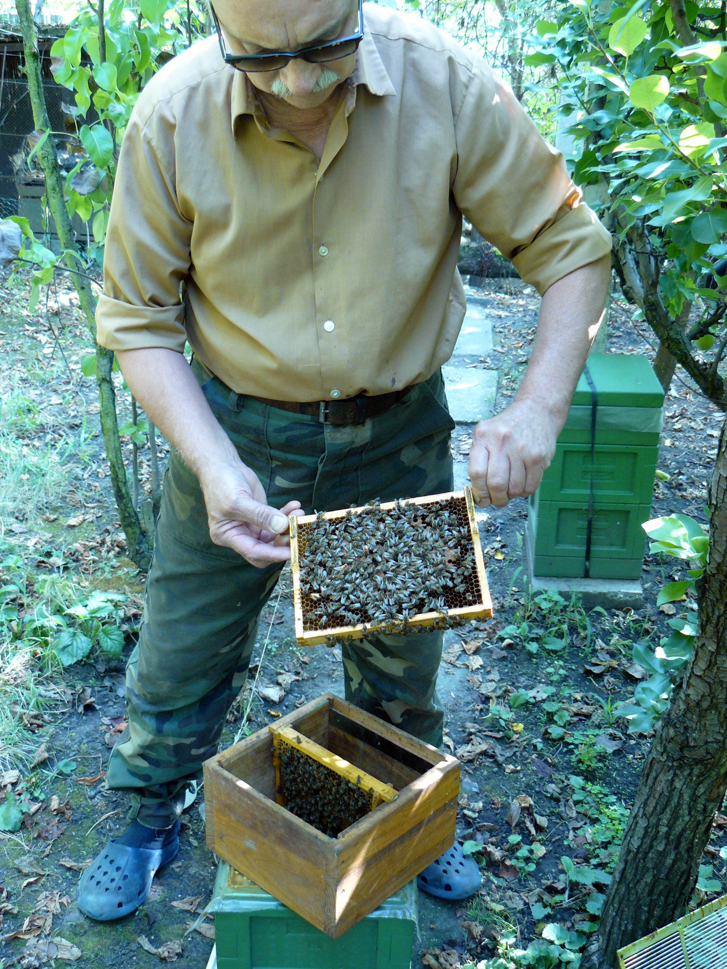 Queen breeder is working